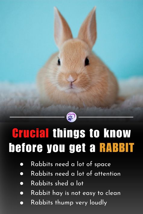 Rabbits are not beginner pets. They can be almost as much work to take care of as a typical dog.🐇 If you’re not prepared for the amount of care rabbits need, you may find yourself resenting your new pet, rather than falling in love with a fluffy new friend.🐰 #pet #petrabbit #petlovers #rabbit #rabbitcare #rabbitlife #petparents Rabbit Care For Beginners, Rabbit Things, Bunny Care Tips, Rabbit Shed, Funny Bunny Videos, Rabbit Stuff, Pet Rabbit Care, Rabbit Hay, Holistic Pet Care