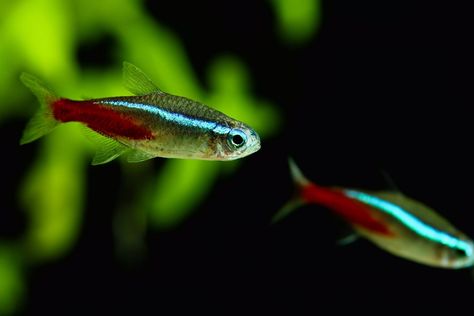 20 Gallon Fish Tank Ideas, 10 Gallon Fish Tank Ideas, 20 Gallon Fish Tank, Planted Tank Ideas, Neon Tetra Fish, Coldwater Fish, 10 Gallon Fish Tank, Tetra Fish, Fish Aquarium Decorations