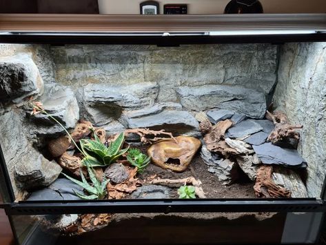 HerpHomes Reptile Setup, Leopard Gecko Tank Ideas, Gecko Setup, Gecko Terrarium Ideas, Leopard Gecko Setup, Gecko Enclosure Ideas, Leopard Gecko Cage, Lizard Enclosure, Leopard Gecko Diy