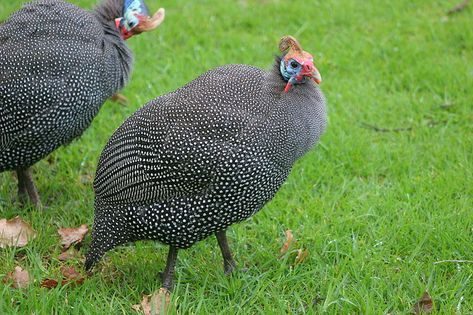 Guinea fowl prevent Lyme disease by eating up to 4000 ticks per day African Homestead, Guinea Hens, South African Birds, Living Off The Grid, Guinea Fowl, Mini Farm, Hobby Farm, Game Birds, Africa Map