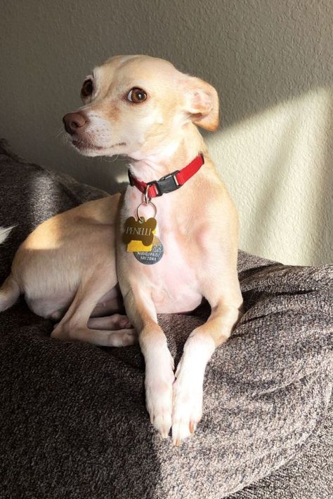 Italian Greyhound Chihuahua Mix- Italian Greyhuahua- A Breed Complete Guide Chihuahua Mixed Breeds, Italian Greyhound Puppies, Greyhound Puppy, Italian Greyhound Dog, Greyhound Dog, Grey Hound Dog, Chihuahua Mix, American Kennel Club, Sporting Dogs