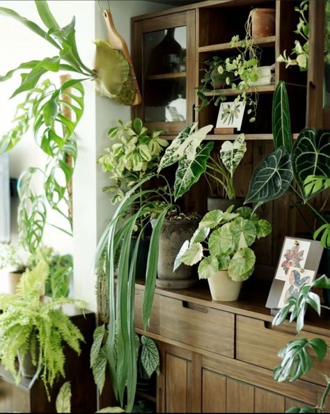 (32) PlantKingDom on Tumblr Tropical Style Interior, Plant Goals, Green Giant, Inside Plants, Bohemian House, Growing Plants Indoors, Plant Aesthetic, House Plants Decor, Plant Pictures