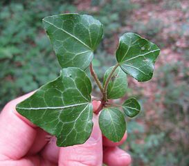 How to Get Rid of English Ivy in the Landscape on http://www.hortmag.com Landscape Around House, Garden Tricks, How To Landscape, Landscaping Around House, Garden Problems, Hedera Helix, Ivy Vine, English Ivy, Ivy Plants