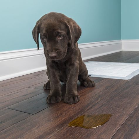 8 Tips To Stop Your Dog From Peeing in the House Dog Pee Smell, Labrador Puppy Training, Pee Stains, Labrador Puppy Chocolate, Pee Smell, Vicks Vaporub Uses, Uses For Vicks, Urine Odor, Dog Urine