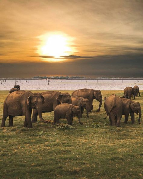 Kaudulla National Park is a prime habitat location of the Sri Lankan elephant, due to the ancient Kaudulla reservoir. Elephants move… Sri Lankan Elephant, Elephant Safari, Elephant Sanctuary, Van Car, Asian Elephant, Safari Tour, Elephant Family, Amazing Travel Destinations, Safe Travel