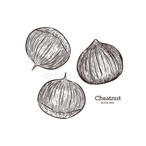 Chestnut Illustration, Drawing, Engraving, Ink, Line Art, Vector Stock Vector - Illustration of draw, design: 119667630 Chestnut Illustration, Ink Line Art, Mandala Flower Tattoos, Christmas Sketch, Tea Packaging Design, Woodland Jewelry, Line Art Vector, Botanical Tattoo, Illustrator Illustration