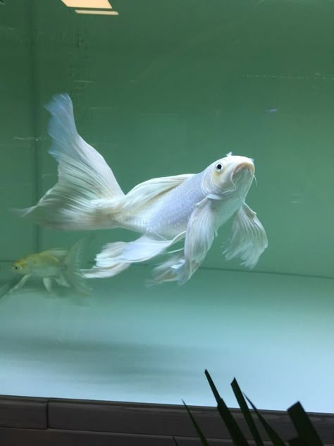 White Fish, Beautiful Fish, Swimming, Fish, Water, White