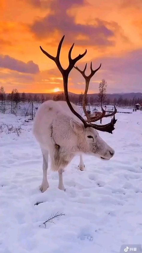 Finland Reindeer, Life In The Woods, Warm Fireplace, Lapland Finland, Travel Content, Winter Animals, Gap Year, Cute Wild Animals, Winter Pictures