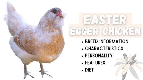 Easter Eggers Chickens, Breeding Chickens For Egg Color, Starlight Green Egger Chicken, Easter Egger Chicken Eggs, Easter Egger Rooster, Chicken Breeds And Egg Color, Easter Egger Chicken, Easter Egg Activities, Chicken Flock