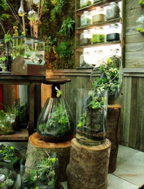 Indoor Gardening Diy, Northwest Flowers, Walled Garden, Indoor Gardens, Garden Terrarium, Garden Show, Kew Gardens, Miniature Garden, Mini Garden