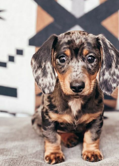 Dashchund Puppy, Dachshund Aesthetic, Dachshund Colors, Big Dogs Breeds, Biggest Dog In The World, Dogs Tattoo, Dapple Dachshund Puppy, Biggest Dog, Health Essentials