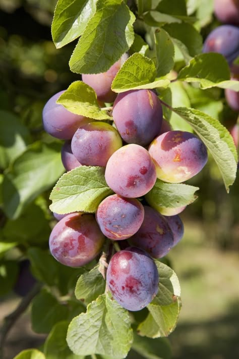 Store Fruit, Prune Fruit, Growing Fruit Trees, Fruits Photos, Fruit Picture, Watercolor Fruit, Fruit Photography, Welcome To Our Home, Beautiful Fruits