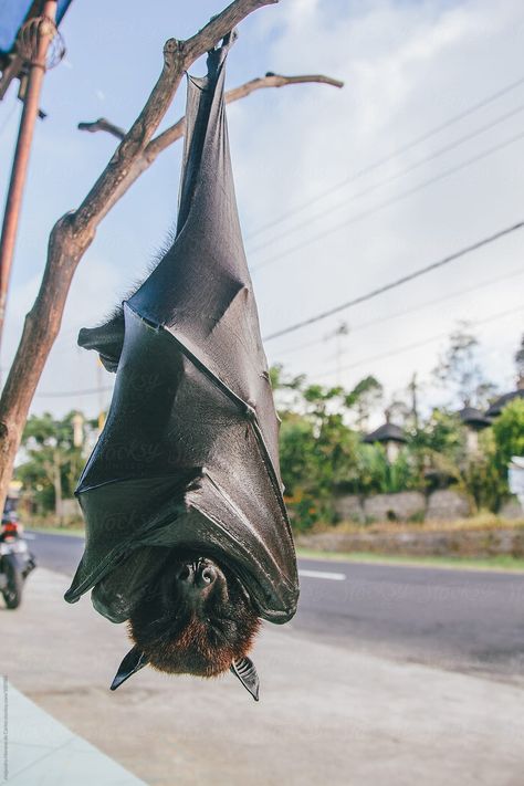 The fruit bat is the biggest bat in the world Bat Photos, Fox Bat, Bat Animal, Bat Flying, Hanging Bat, Flying Fox, Bat Tattoo, Fruit Bat, Cute Bat