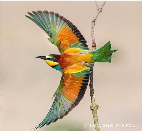 Bee Eater Birds, European Bee Eater, Common Birds, Bee Eater, Nile River, Central Europe, Scarf Design, Bird Feathers, Wildlife Photography