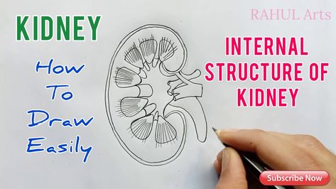 This video explains How to draw Kidney ; Internal structure of the kidney in an easy and compact way. This video helps you to understand the concept with great ease and clarity. Kidneys : Kidneys are bean-shaped structures located on either side of the backbone and are protected by the ribs and muscles of the back. Each human adult kidney has a length of 10-12 cm, a width of 5-7 cm and weighs around 120-170g. The kidneys have an inner concave structure. The blood vessels, ureter and nerves ent Kidney Drawing Easy, Internal Structure Of Kidney, Kidney Diagram, Muscles Of The Back, Loop Of Henle, Kidney Anatomy, Biology Diagrams, Human Kidney, Longitudinal Section