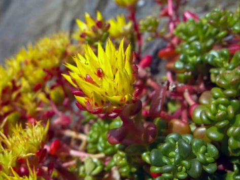 Sedum oreganum (Oregon Stonecrop) | World of Succulents Sedum Ground Cover, Ground Cover Seeds, Sedum Plant, Growing Succulents, Ground Cover Plants, Plant Nursery, Ground Cover, Cacti And Succulents, Planting Seeds