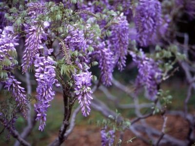 Purple Flower Names, American Wisteria, Chinese Wisteria, Wisteria Sinensis, Wisteria Plant, Wisteria Tree, Purple Wisteria, Diy Shades, Tree Seeds