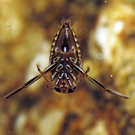 A backswimmer insect in water Water Insects, Pond Habitat, Insect Life Cycle, Aquatic Insects, Mosquito Larvae, Water Boat, Moving Water, Animal Drawing, Black Lagoon