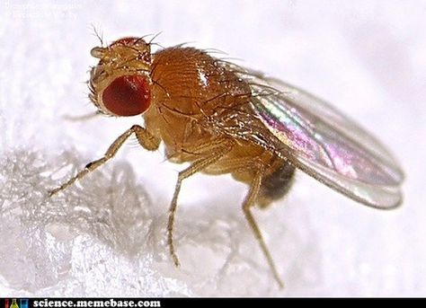 We're all familiar with the term "drowning our sorrows" and we are not the only species that enjoy a drink. Research has found that when sexually rejected, fruit flies hit the bottle in the same way we may expect of humans. It is known that fruit flies (like many other species) like alcohol, but while mated fruit flies showed an aversion to alcohol-soaked foods Drosophila Melanogaster, Clean House Tips, Male Vs Female, Fly Insect, Bad Bugs, Fruit Fly Trap, Get Rid Of Ants, Shoo Fly, Ant Killer