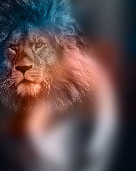 Lion Banner Background, Banner Background Images For Editing, Lion Background, यूट्यूब लोगो, Background Blur, Birthday Banner Background, Lions Photos, Birthday Background Images, Photoshop Backgrounds Free