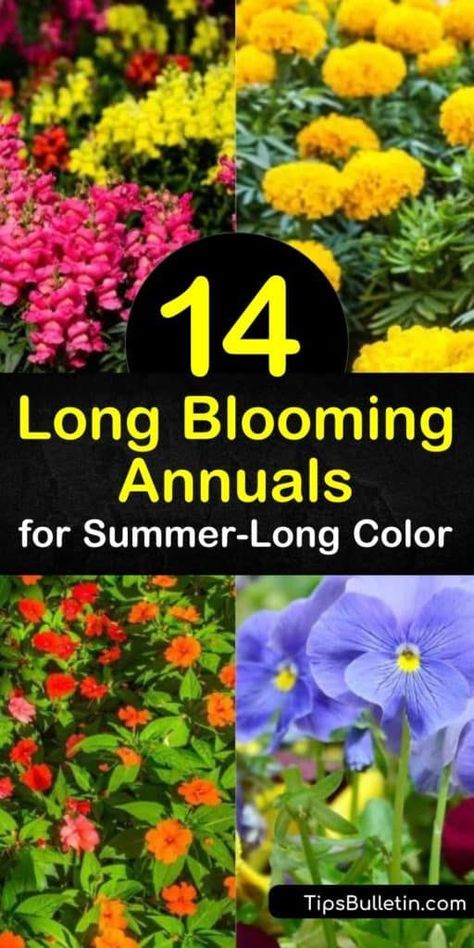 Discover how to fill your yard with flowers that bloom all summer long. Grow low-maintenance annual flowers such as impatiens, geraniums, salvia, snapdragon, and begonia in partial shade or full sun and enjoy continuous blooms. #longbloomingannuals #longblooming #annuals #plants #flowers Annual Flower Beds Design, Ideas Around Trees, Annual Flowers For Shade, Annual Flower Beds, Full Sun Container Plants, Shade Annuals, Full Sun Annuals, Full Sun Flowers, Annual Garden