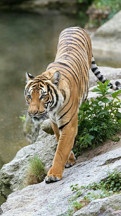 Indochinese Tiger, Tiger World, Tiger Walking, Tiger Photography, Tiger Artwork, Panthera Tigris, Tiger Painting, Tiger Pictures, Wild Tiger