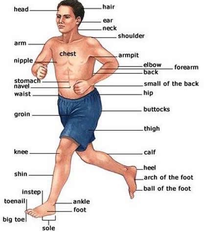 Noun Definition, Body Name, Oxford Dictionary, Esl Grammar, Esl Vocabulary, English Exercises, Visual Dictionary, Human Body Parts, Grammar Book