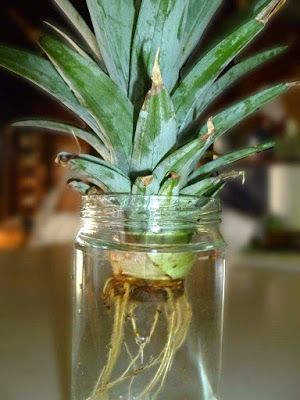 Growing Pineapple From Top, Grow A Pineapple, Growing Pineapple, Pineapple Planting, Pineapple Top, Growing Fruit, Veggie Garden, Growing Food, The Roots