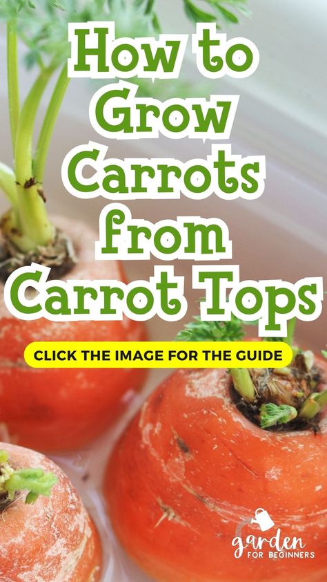 🥕 Get ready for the ultimate veggie fun! Learn how to grow carrots from carrot tops with our quick and easy guide. Transform those little green sprouts into fresh, vibrant carrots right in your own backyard. 🌱 How To Regrow Carrots, Growing Carrots From Carrot Tops, How To Grow Carrots From Scraps, How To Use Carrot Tops, Grow Carrots, Carrot Tops, Organic Pest Control, Vegetable Garden For Beginners, Carrot Top