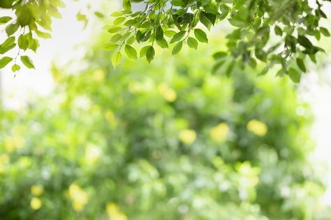 Greenery Background, Background Zoom, Plants Landscape, Green Leaf Background, Nature Background Images, Real Nature, Plant Background, Background Images For Editing, Money Plant