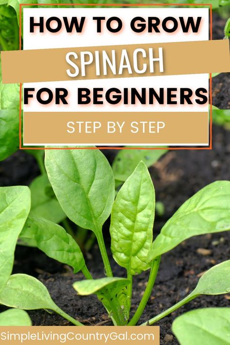 Preserve Spinach, Spinach In Containers, How To Harvest Spinach, How To Store Spinach, Planting Spinach, How To Grow Spinach, Grow Spinach, Gardening Tattoo, Gardener Aesthetic