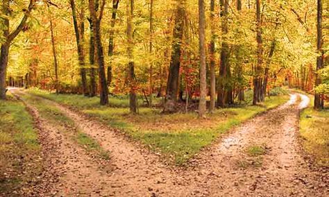 The Poetry of Robert Frost – The Road Not Taken | English with a Smile Autumn Ambiance, Reason For Leaving, Fork In The Road, Poetry Prompts, The Road Not Taken, Yellow Wood, Blog Photos, Robert Frost, American Poets