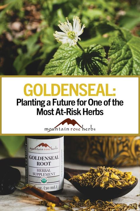 Goldenseal Root Benefits, Goldenseal Plant, Goldenseal Benefits, Harvest Flowers, Mountain Rose Herbs, Herb Farm, Homesteading Ideas, Plant Fungus, Preventive Medicine