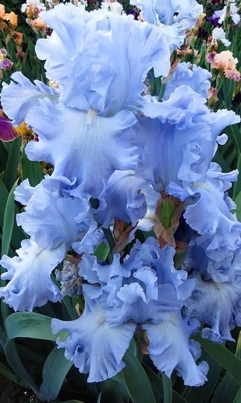 Tall Bearded Iris, Gladioli, Iris Garden, Unusual Flowers, Blue Garden, Bearded Iris, Iris Flowers, Pretty Plants, Flowers Garden