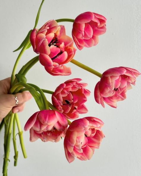 Potomac Floral Wholesale on Instagram: "New favorite tulip, “Columbus.” 🌷   It’s been catching my eye in the cooler, but so many times at the wholesale house, I actually miss flowers at their best. See, these tulips spend a whole week out of the cooler, growing, opening, and coming into their color. That’s not typically how we send them out. We send them out tight and closed and let them open on your end, so I never get to see them in their prime!   Seeing these “Columbus” tulips open was such a delight. The yellow and coral combination fades into a dusty, antiqued version of itself. Just bright enough and just muted enough for literally anything!   Oh, and the double petals open unfurl to expose a beautiful, contrasting center. So yummy.   I definitely see these in coral or spring terrac Tulips Open, Engagement Party, Tulips, Floral Design, Floral, Flowers, Plants, Color, Instagram