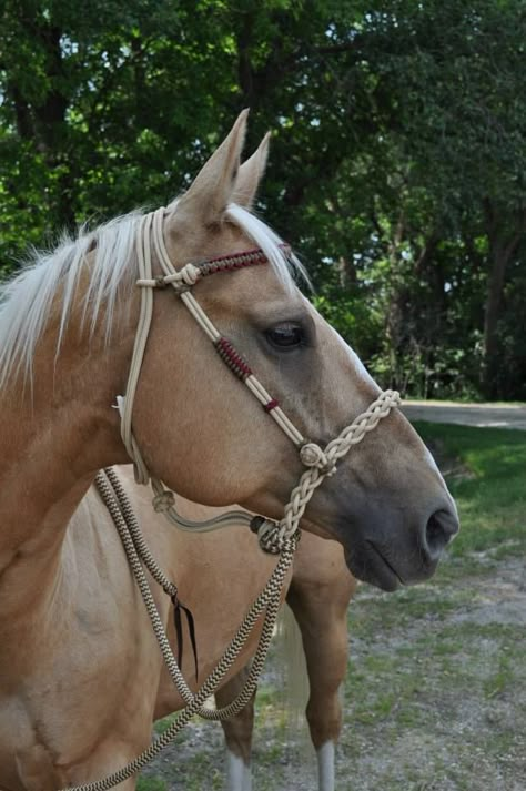 Loping Hackamore from L &M Custom Tack Loping Hackamore, Horse Tack Diy, Horse Braiding, Barrel Racing Saddles, Diy Horse, Horse Halters, Horse Show Clothes, Palomino Horse, Barrel Racing Horses