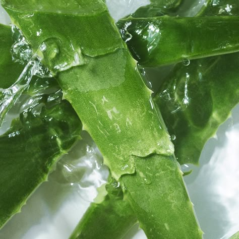 Skincare Ingredients Glossary | Charlotte Tilbury Aloe Vera Aesthetic, Aloe Aesthetic, Plant Skincare, Beauty Tiktok, Green Skincare, Green Cosmetics, Random Aesthetics, Carrot Seed Oil, Camellia Oil