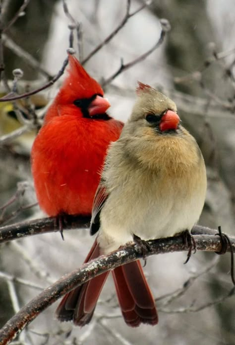 Beautiful Birds Photography Nature, Cardinal Photography, Cardinal Pictures, Cardinals Birds, Cardinal Birds Art, Cardinal Couple, Wild Birds Photography, Winter Birds, White Birds