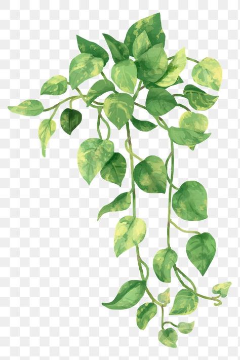 Ivy Watercolor, Creepers Plants, Ivy Flower, Vine Drawing, Leaf Png, Devils Ivy, Epipremnum Aureum, Watercolor Leaf, Golden Pothos