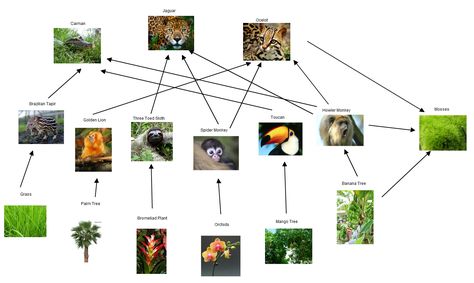 Rainforest Food Web, Rainforest Food Chain, Food Webs Projects, Food Chain Diagram, Rainforest Ecosystem, Trophic Level, Food Webs, Forest Travel, Energy Pyramid