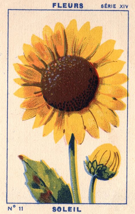 Sunflower Poster, Sunflower Vintage, Collage Des Photos, Collage Mural, Arte 8 Bits, Dorm Posters, Picture Collage Wall, Vintage Poster Art, Art Collage Wall