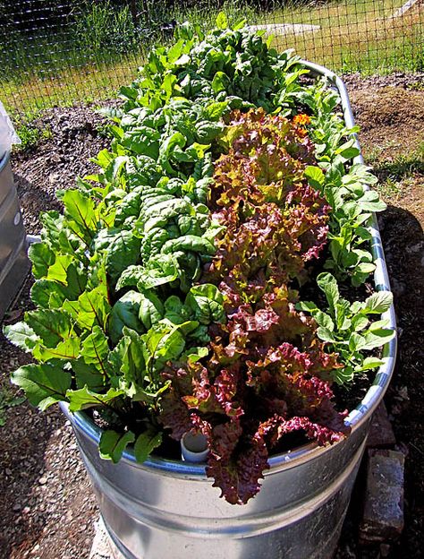 Rain Barrel Garden: June 2011 Raised Vegetable Gardens, Metal Tub, Container Vegetables, Home Grown Vegetables, Gardening Vegetables, Plants Growing, Veg Garden, Container Gardening Vegetables, Vegetable Gardens