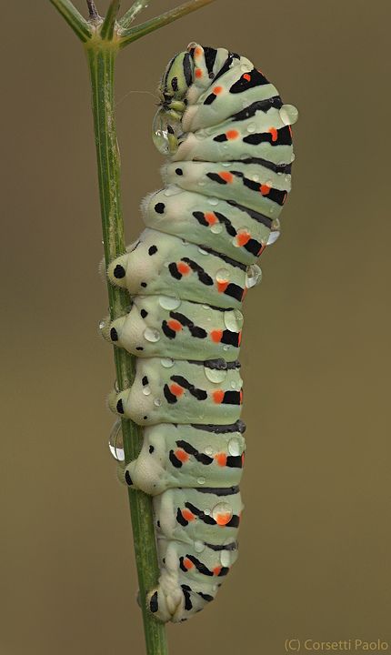 Fluffy Caterpillar, Caterpillar On Leaf, Caterpillar Pictures, Swallowtail Caterpillar, Colorful Caterpillar, Caterpillar Insect, Caterpillar Art, Cool Insects, Insect Photography