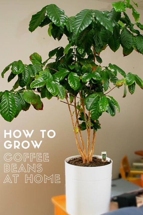 Have you ever wanted to grow your own coffee beans? Read this article to learn how to grow your own beans at home. All you need are 16 coffee trees to supply yourself with free coffee beans every year! Growing Coffee Beans, Indoor Coffee Plant, Grow Coffee Beans At Home, How To Grow Coffee, Growing Coffee Plants, Coffee Tree Plant, How To Grow Coffee Beans At Home, Growing Coffee Beans At Home, Coffee Plant Care