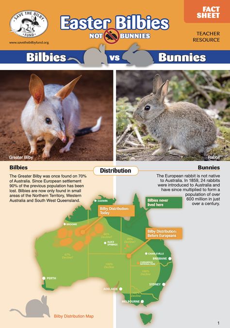 Australian Bilby conservation Education Resources from the Save the Bilby Fund incluing: Bilby Fact Sheet, Bilbies not Bunnies Teacher Resource Fact Sheet Save The Koala Month Activities, Australia Facts For Kids, Wombats Poster, Australia Facts, Aboriginal Platypus, Endangered Species Infographics, Kindergarten Prep, Primary Science, School Information