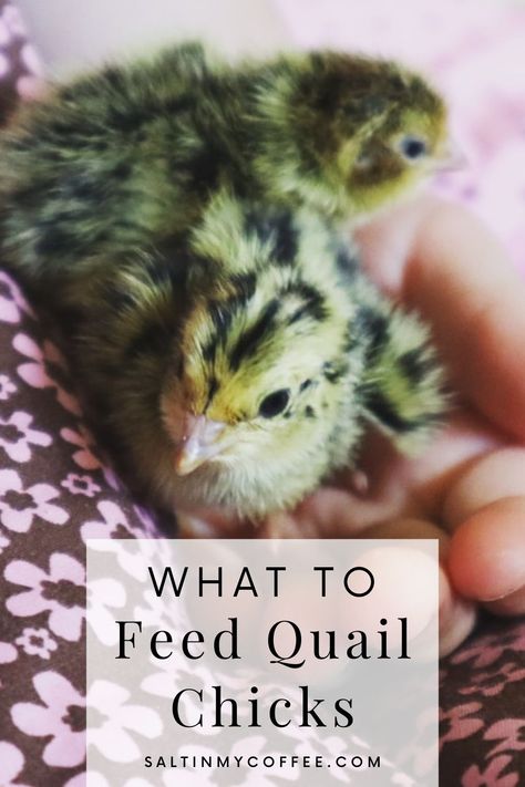 Here's what scientific research says is the best way to feed quail chicks. There's a lot of advice out there about how to feed poultry, and much of it can be conflicting. I pored over all of the data available about the best diet for developing quail chicks, and have laid it out so it's easy to make an informed decision about choosing the right feed for your quail. Not all feed stores carry the same brands and offer the same options, but this should help you choose the best option available! Quail Garden, Rabbit Keeping, Quail Farm, Quail Farming, Quail Chicks, Incubating Eggs, Quail Pen, Pickled Quail Eggs, Coturnix Quail