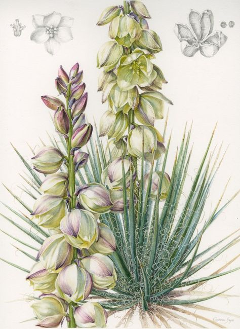 Botanic Gardens offer classes in photography, drawing  and painting. This is the Yucca glauca, in watercolor and graphite, by artist Constance Sayas. #FloraInterpretations #flowers #art #painting  #drawing #illustration http://www.denverpost.com/2017/04/14/denver-botanic-gardens-botanical-art-illustration-program-classes/ ￼ Yucca Glauca, Flowers Art Painting, Drawing Nature, Yucca Plant, Photography Drawing, Nature Art Drawings, Plant Tattoo, Garden Drawing, Desert Art