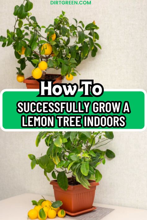 Discover the secrets to growing a healthy and productive lemon tree indoors. Follow our step-by-step guide for year-round fresh lemons right at home! #IndoorGardening #LemonTree #HomegrownCitrus #GardeningTips #DIYGarden Indoor Lemon Tree Care, Lemon Tree Indoors, Indoor Lemon Tree Houseplant, How To Repot A Lemon Tree, Container Lemon Tree, Meyer Lemon Tree Indoor, How To Care For A Lemon Tree, Lemon Tree Aesthetic, Mini Lemon Tree