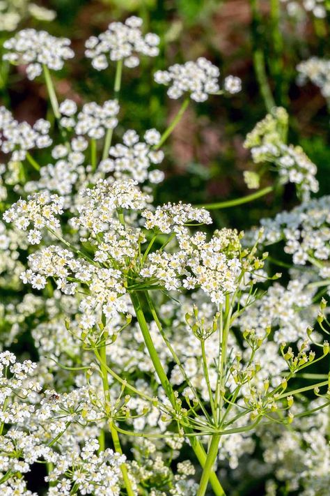 Do you love growing your own herbs and spices? Try growing your own caraway seeds at home! Beside the tasty licorice or anise flavoring of the seeds, you can also use the leaves in salads and slaws. And of course, you get to enjoy those beautiful white flowers that look remarkably like Queen Ann’s lace. #caraway #herbgarden #gardenerspath Caraway Plant, Herbal Garden, Beautiful White Flowers, Kitchen Gardens, Plant Kingdom, Herb Garden In Kitchen, Garden Insects, Caraway Seeds, Gardening Flowers