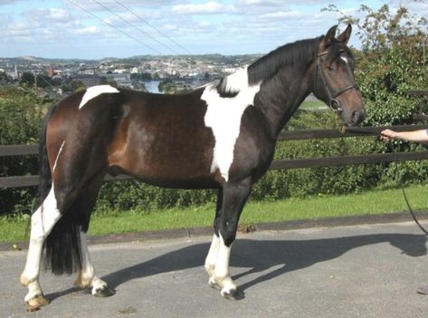 Irish Hunter Horse, Irish Draught Horse, Tobiano Horse, Horse Warmblood, Police Horse, Cheval Pie, Brown And White Horse, Jumping Fox, Irish Horse